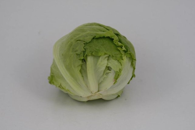 Ijsbergsla (8 planten)