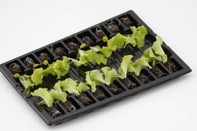 Ijsbergsla (8 planten)