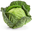 Moestuinplant Savooie kool planten