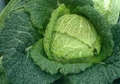 Savooie kool planten Savooie kool planten
