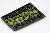 Savooie kool planten Savooie kool planten
