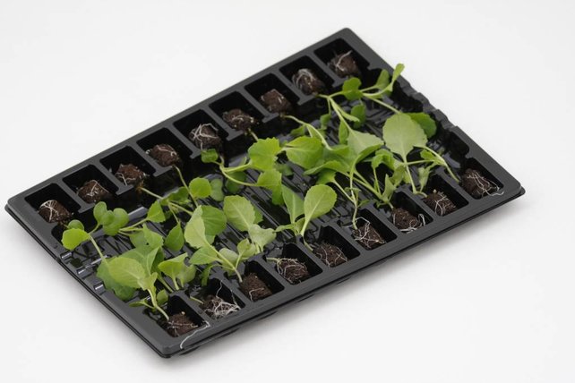 Savooie kool planten Savooie kool planten
