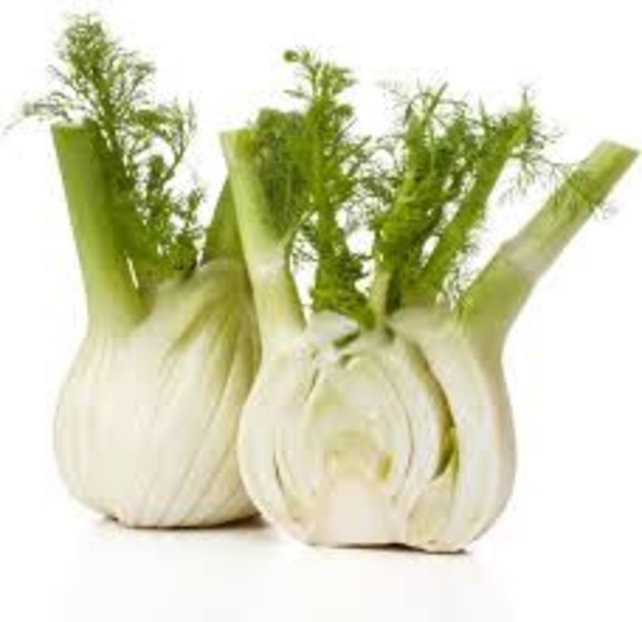 Venkel planten Venkel planten