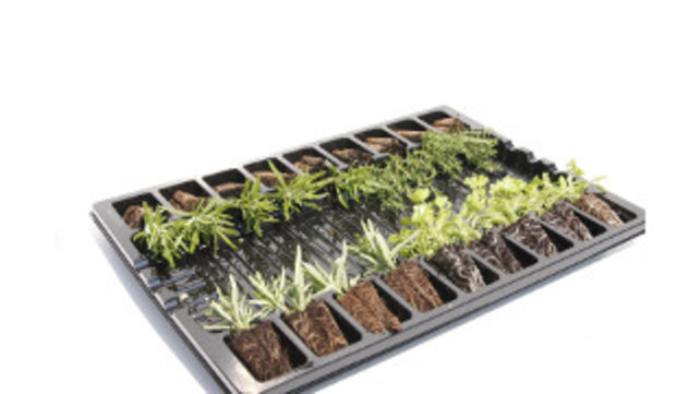 Mixpakket theekruiden. Munt, Stevia en Citroenmellise