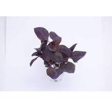 Rode basilicum planten