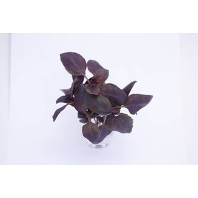 Basilicum rood (8 planten)