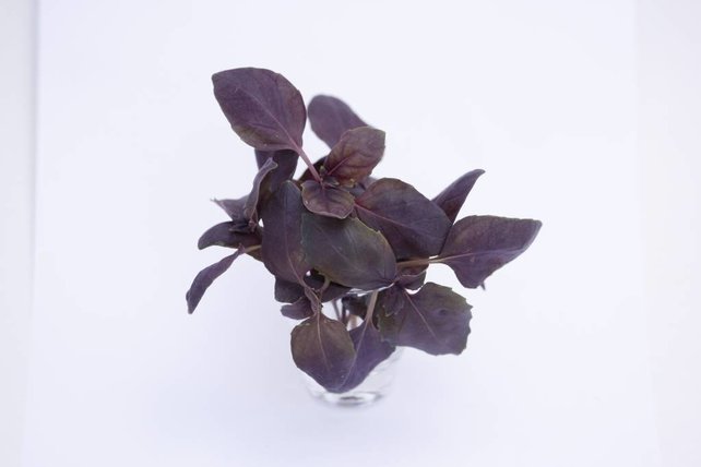 Rode basilicum planten (8 planten)