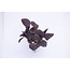 Moestuinplant Rode basilicum planten (8 planten)
