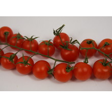 Geënte Cherrytomaten Planten Kopen | Snack- & Snoeptomaatjes | Maximale Opbrengst