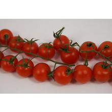 Geënte cherrytomaten (8 planten)