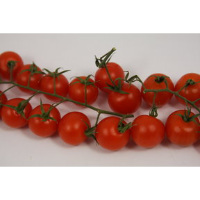 Geënte cherrytomaten (8 planten)