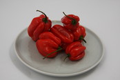 Habanero peper planten