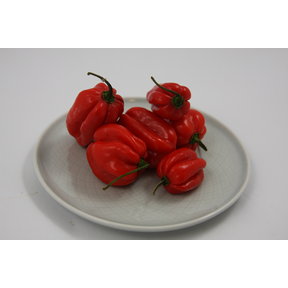 Habanero peper (8 planten)