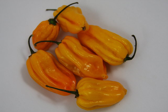 Madam Jeanette chilipeper planten