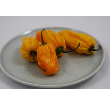 Madam Jeanette chilipeper planten