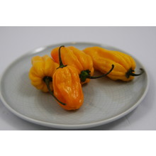 Madam Jeanette peper (8 planten)