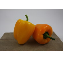 Gele paprika planten