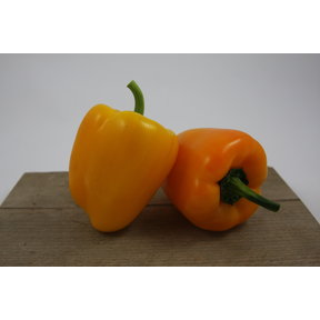 Gele paprika (8 planten)