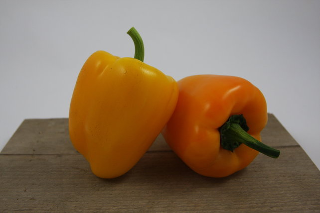 Gele paprika planten