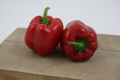Rode paprika planten
