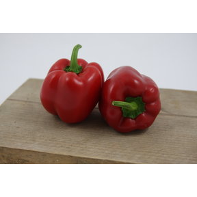 Rode paprika (8 planten)