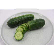 Geënte snack komkommer (8 planten)