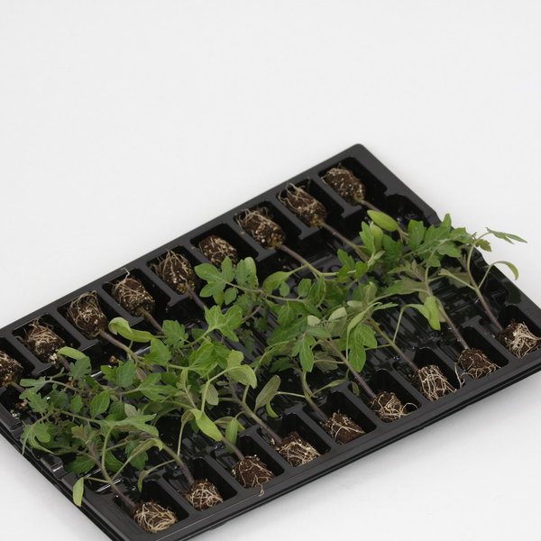 tweede Ontmoedigd zijn parlement Mini Tomaten kweken? geënte Tomberry tomatenplanten online kopen