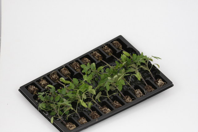 Geënte Tomberry tomaten planten Geënte Tomberry tomaten planten