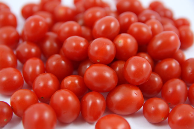 Geënte Tomberry tomaten planten Geënte Tomberry tomaten planten