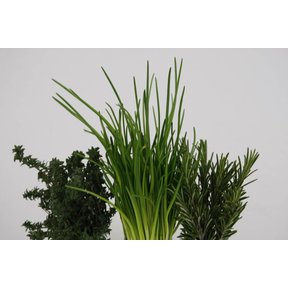 Mixpakket kruiden  peterselie, rozemarijn, Stevia (8 planten)
