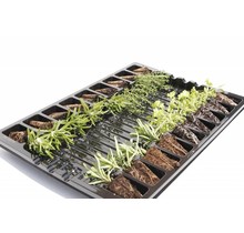 Mixpakket diverse kruidenplanten citroenmelisse, oregano, basilicum