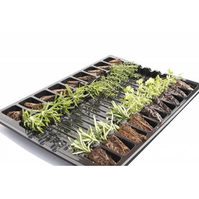 Mixpakket kruiden  bieslook, munt,  basilicum (8 planten)