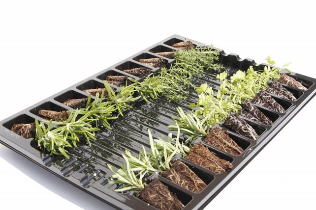 Mixpakket diverse kruidenplanten bieslook, munt, basilicum Mixpakket diverse kruidenplanten bieslook, munt, basilicum