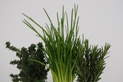 Mixpakket diverse kruidenplanten bieslook, munt, basilicum Mixpakket diverse kruidenplanten bieslook, munt, basilicum