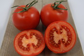 Geënte tros tomaten planten Geënte tros tomaten planten