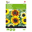 Moestuinplant Buzzy Zonnebloem - Helianthus gemengd