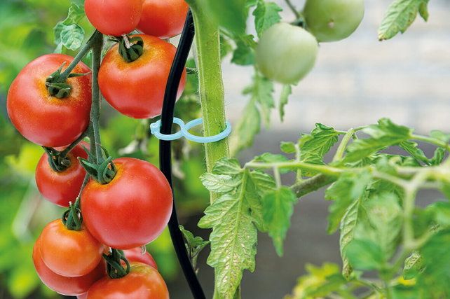 SOGO Tomaten clips 15 stuks