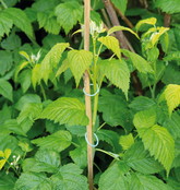 SOGO Plantenringen 50 st