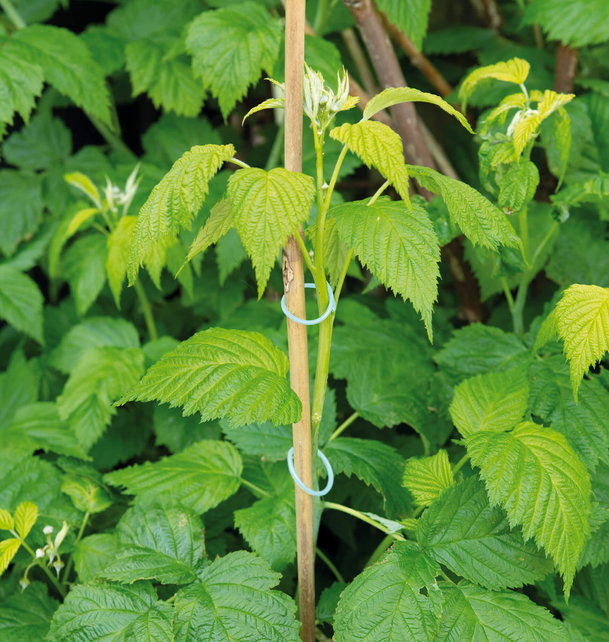 SOGO Plantenringen 50 st