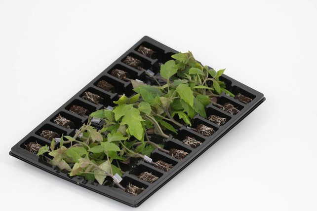 Mixpakket geënte vleestomaten planten