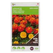 Groenbemester Afrikaantjes Tagetes