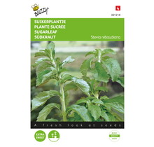 Stevia, Suikerplantje of Honingkruid