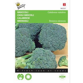 Broccoli Calabrese natalino