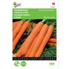 Zomerwortel Amsterdamse Bak