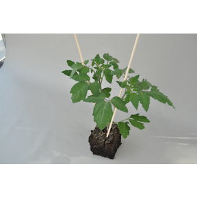 Grote Trostomaten planten