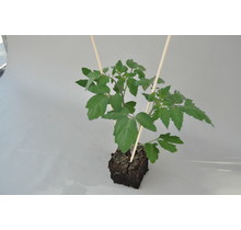 Grote vlees tomaten planten kopen (3 stuks)