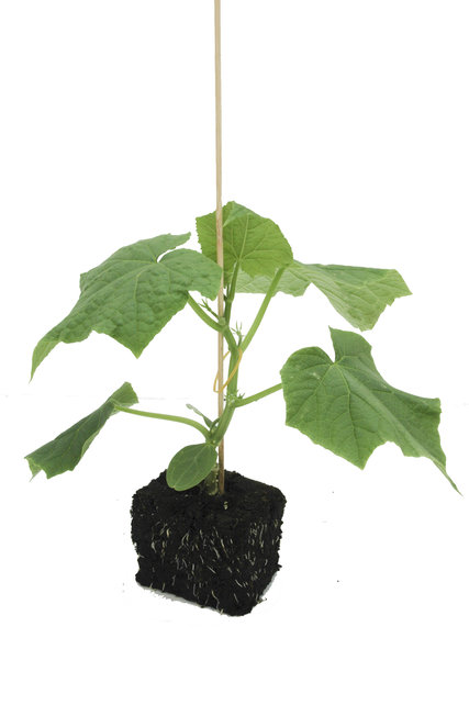 Geënte Grote Komkommer planten – per 3 stuks