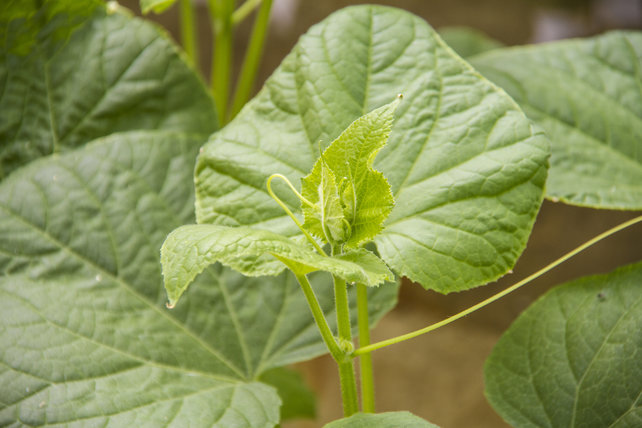 Geënte Grote Komkommer planten – per 3 stuks
