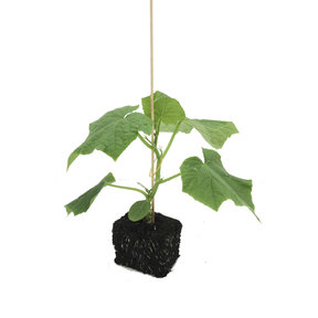 Grote Groene paprikaplanten