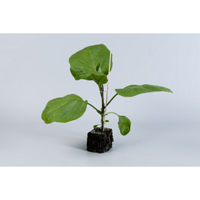 Grote Aubergineplanten